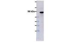 Ataxin-1 Mouse anti-Human, Clone: 534, MilliporeSigma 25 &mu;g; Unconjugated:Antibodies,